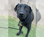 Small #1 Labrador Retriever