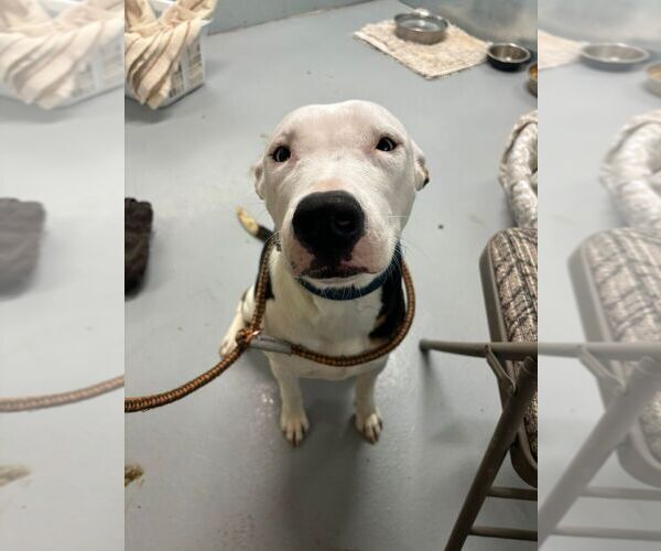 Medium Photo #3 American Pit Bull Terrier-Unknown Mix Puppy For Sale in Calgary, Alberta, Canada