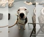Small #2 American Pit Bull Terrier Mix