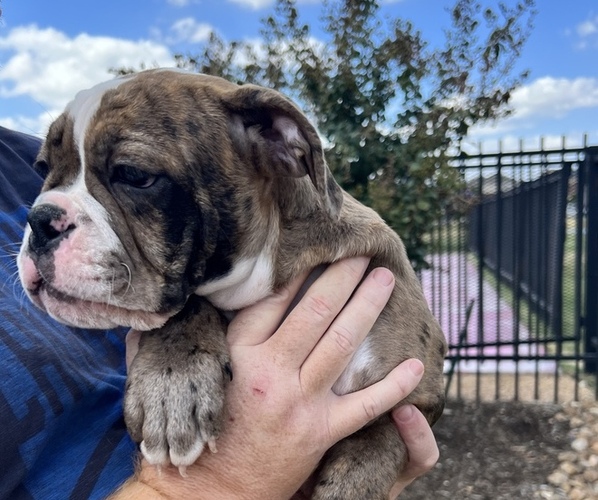 Medium Photo #2 Olde English Bulldogge Puppy For Sale in FLORESVILLE, TX, USA