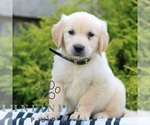 Small #2 Golden Retriever