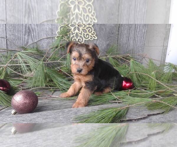 Medium Photo #1 Yorkshire Terrier Puppy For Sale in SUGARCREEK, OH, USA