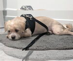 Small #2 Maltipoo
