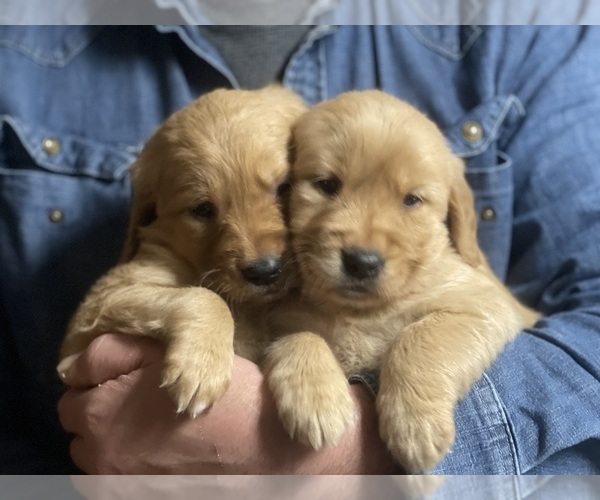 Medium Photo #2 Golden Retriever Puppy For Sale in FREDONIA, KY, USA