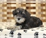 Small #1 Schnauzer (Miniature)