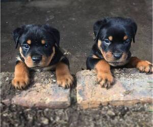 Rottweiler Puppy for sale in HOUSTON, TX, USA