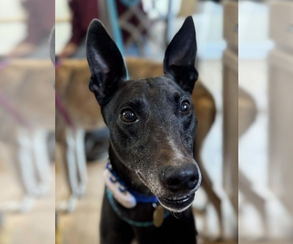 Medium Photo #2 Greyhound Puppy For Sale in Cherry Hill, NJ, USA