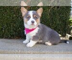 Puppy 2 Pembroke Welsh Corgi