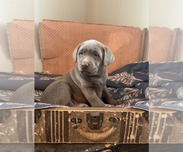 Medium Photo #4 Labrador Retriever Puppy For Sale in LUDLOW, MO, USA