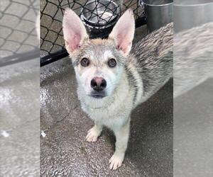 Siberian Husky Dogs for adoption in Woodland, CA, USA