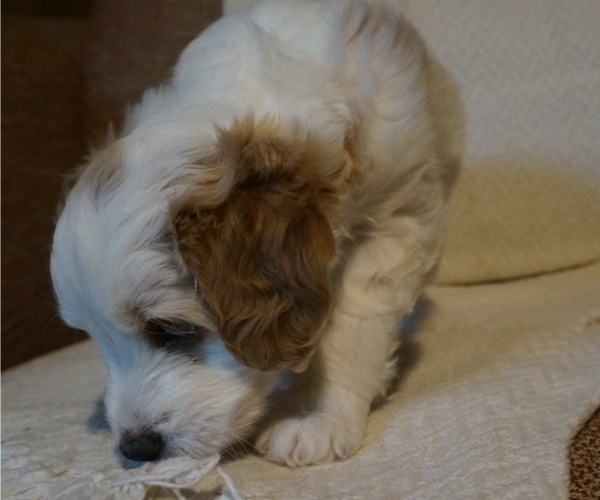 Medium Photo #5 Golden Mountain Doodle  Puppy For Sale in JIM FALLS, WI, USA