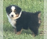 Small #1 Australian Shepherd