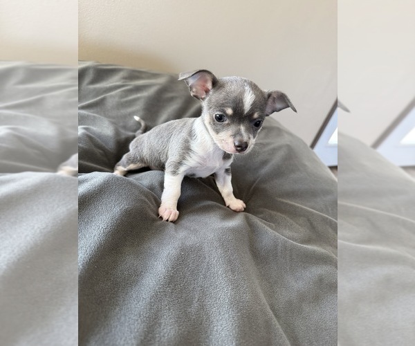 Medium Photo #10 Chihuahua Puppy For Sale in MARCUS, IA, USA