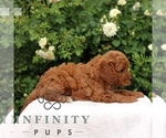 Small #2 Cavapoo