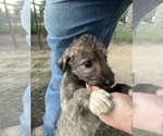 Small Photo #4 Irish Wolfhound Puppy For Sale in OWOSSO, MI, USA
