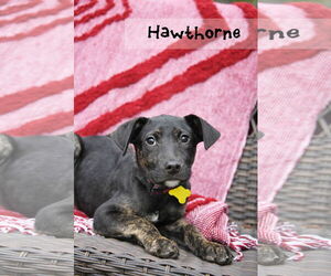 Mutt Dogs for adoption in Sandy, UT, USA