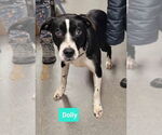 Small #2 American Pit Bull Terrier-Labrador Retriever Mix