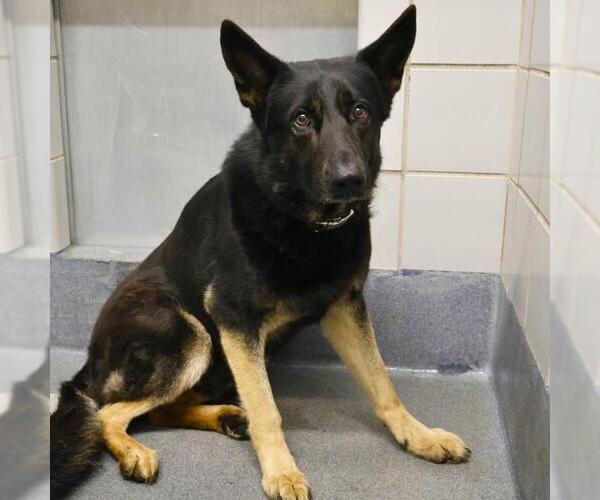 Medium Photo #1 German Shepherd Dog-Unknown Mix Puppy For Sale in San Antonio, TX, USA