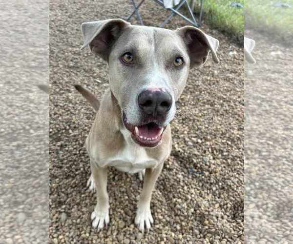 Medium Photo #8 American Pit Bull Terrier-Unknown Mix Puppy For Sale in Anniston, AL, USA