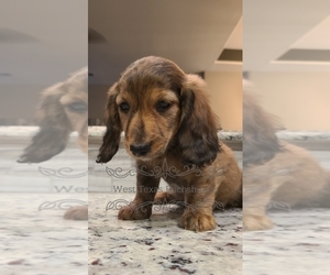 Dachshund Puppy for sale in ODESSA, TX, USA