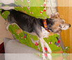 Small #6 Beagle