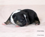Small #1 French Bulldog