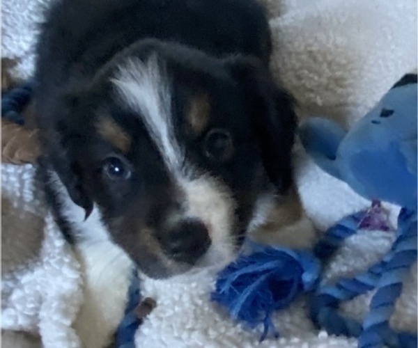 Medium Photo #7 Miniature American Shepherd Puppy For Sale in PLACERVILLE, CA, USA