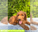 Small #10 Goldendoodle (Miniature)