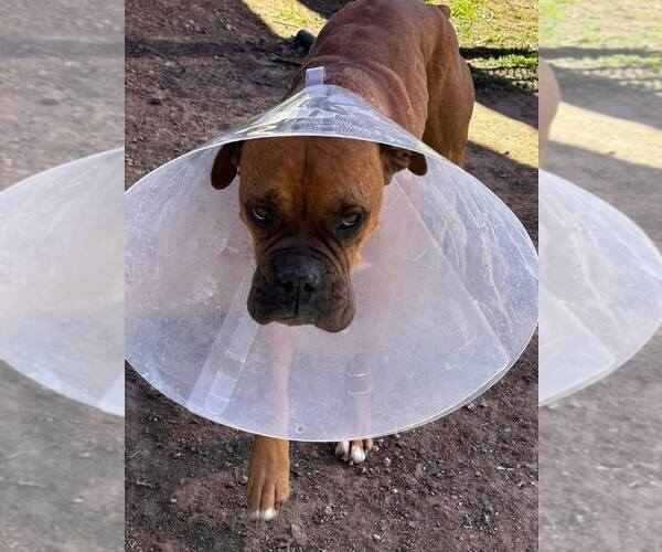 Medium Photo #2 Boxer Puppy For Sale in Austin, TX, USA