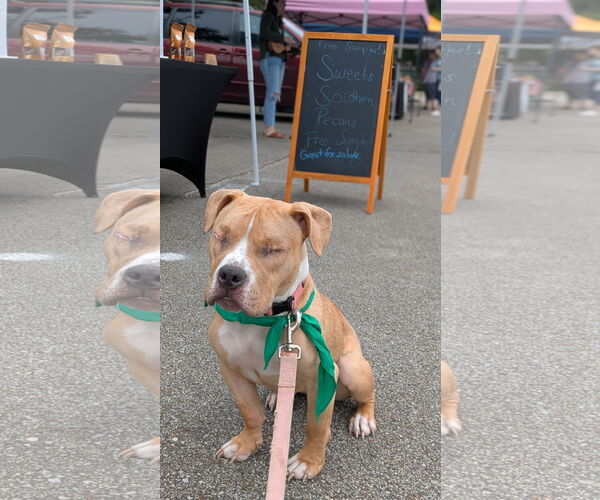 Medium Photo #3 American Pit Bull Terrier-Unknown Mix Puppy For Sale in La Vergne, TN, USA
