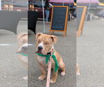 Small #2 American Pit Bull Terrier Mix