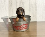 Small #3 Dachshund