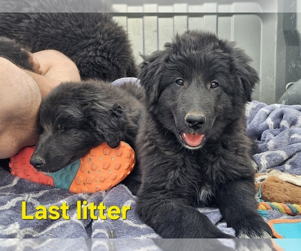Medium Photo #10 Belgian Sheepdog-Great Pyrenees Mix Puppy For Sale in ALBUQUERQUE, NM, USA