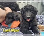 Small #9 Belgian Sheepdog-Great Pyrenees Mix