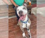 Small #1 American Pit Bull Terrier