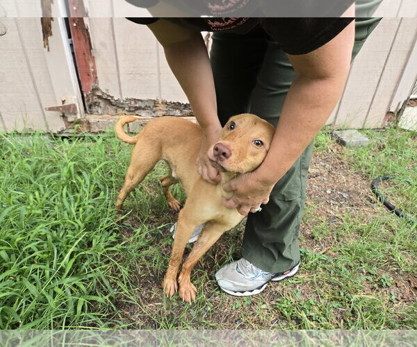 Medium Photo #5 Carolina Dog-Unknown Mix Puppy For Sale in Albemarle, NC, USA