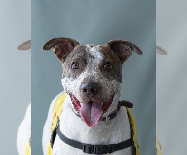 Medium Photo #3 Mutt Puppy For Sale in Woodbury, NY, USA