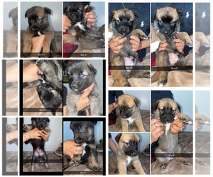 Alaskan Husky-German Shepherd Dog Mix Puppy for sale in SAN JOSE, CA, USA