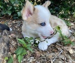 Small Photo #4 American Corgi Puppy For Sale in BRANDON, FL, USA