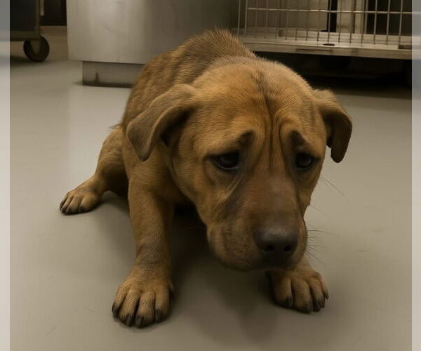 Medium Photo #1 Mutt Puppy For Sale in San Diego, CA, USA