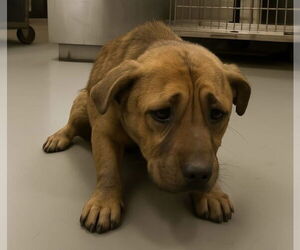 Mutt Dogs for adoption in San Diego, CA, USA