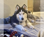 Small #2 Siberian Husky
