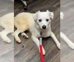 Small #1 Australian Shepherd Mix