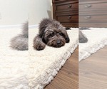 Small Photo #4 Poodle (Miniature)-Unknown Mix Puppy For Sale in Corona, CA, USA