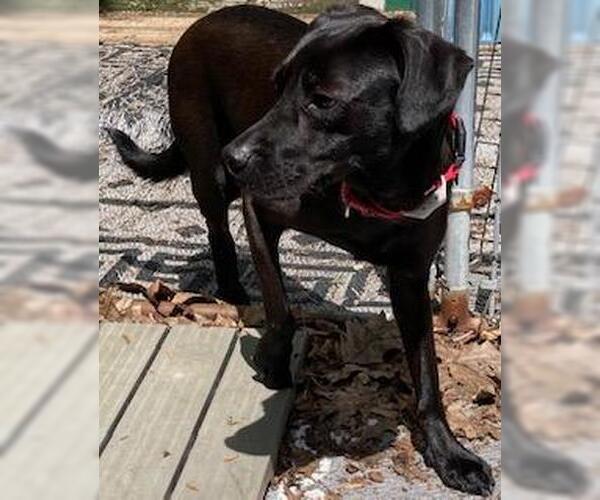 Medium Photo #2 Labrador Retriever-Spaniel Mix Puppy For Sale in Coventry, CT, USA