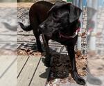 Small #1 Labrador Retriever-Spaniel Mix