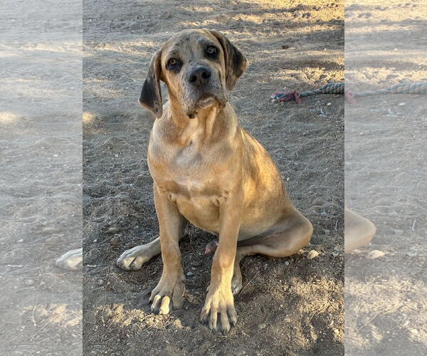 Medium Photo #2 Mastiff Puppy For Sale in Hesperia, CA, USA