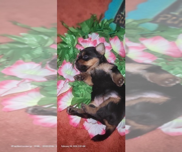 Medium Photo #104 Yorkshire Terrier Puppy For Sale in AKRON, OH, USA