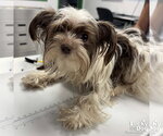 Small #2 Shih Tzu Mix