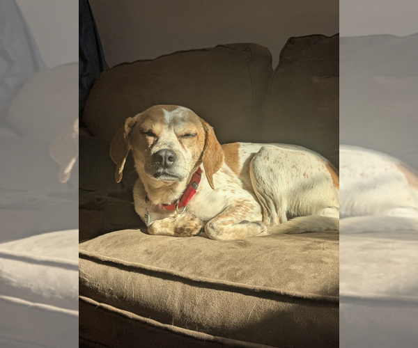 Medium Photo #10 Beagle-Unknown Mix Puppy For Sale in Candler, NC, USA